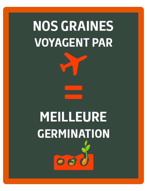 Oeillet d'Inde globe orange Vilmorin Graines de plante fleurie 2