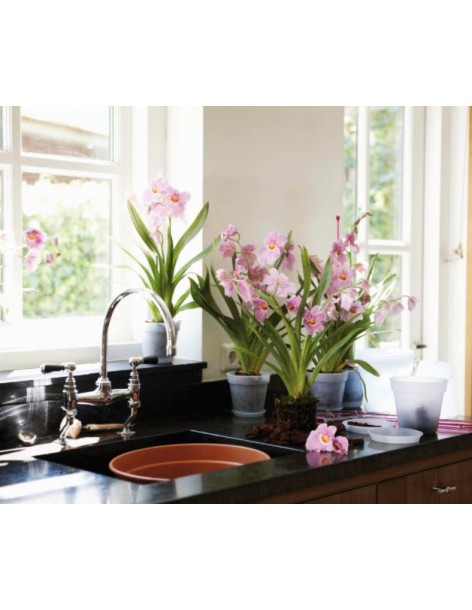 Soucoupe pour orchidée Green Basics Elho Soucoupe pour pot et bac en plastique 2