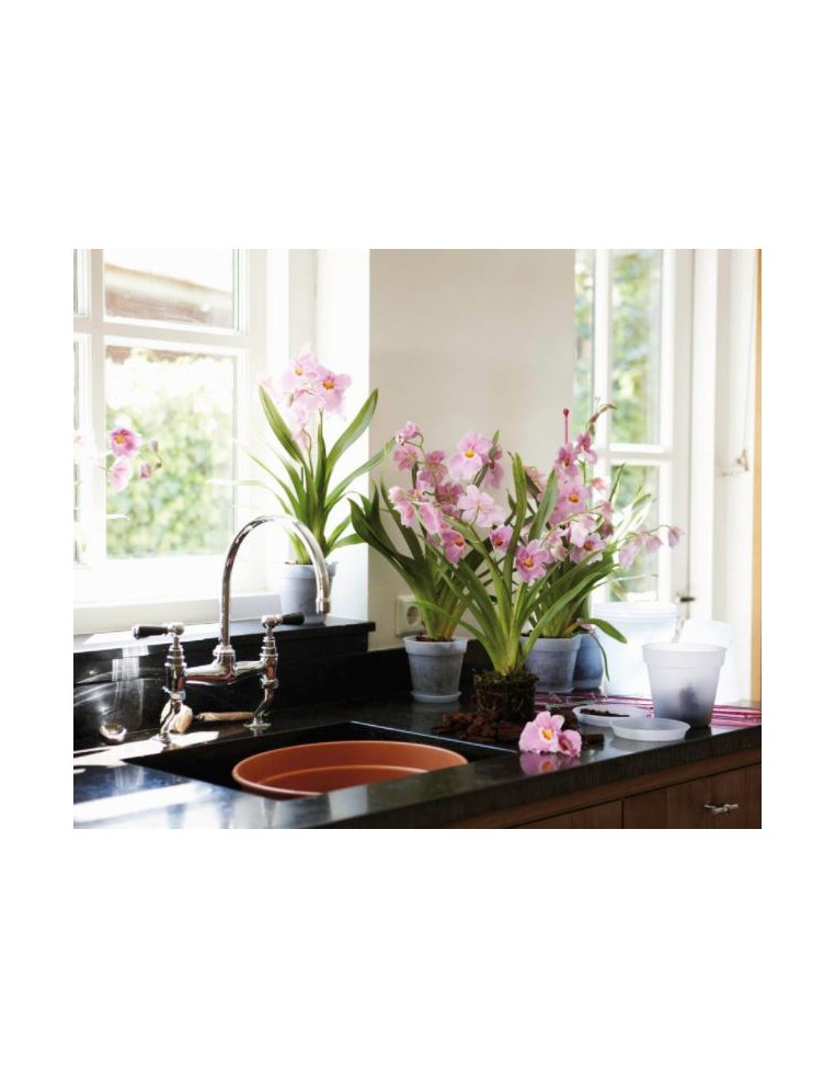 Soucoupe pour orchidée Green Basics Elho Soucoupe pour pot et bac en plastique