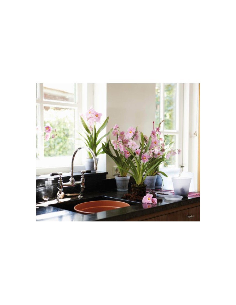 Soucoupe pour orchidée Green Basics Elho Soucoupe pour pot et bac en plastique