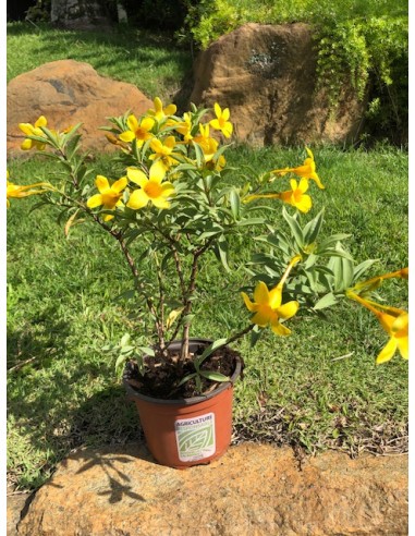 Allamanda en pot de 2 Litres  Plante grimpante