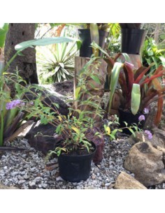 Buddleia ou "Arbre aux papillons" - 2L  Arbuste fleuri