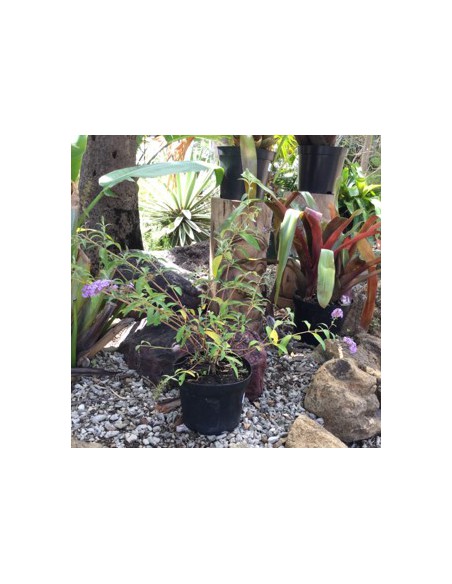 Buddleia ou "Arbre aux papillons" - 2L  Arbuste fleuri