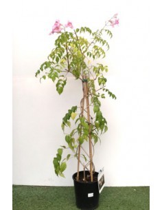 "Bignone Rose" - Podranea Ricasoliana - 4 Litres  Plante grimpante