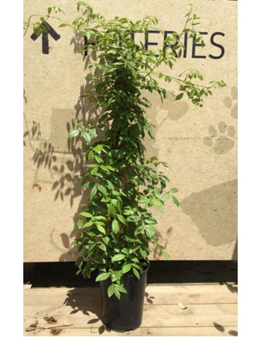 Pandorea Jasminoides - Pot de 4 litres  Plante grimpante