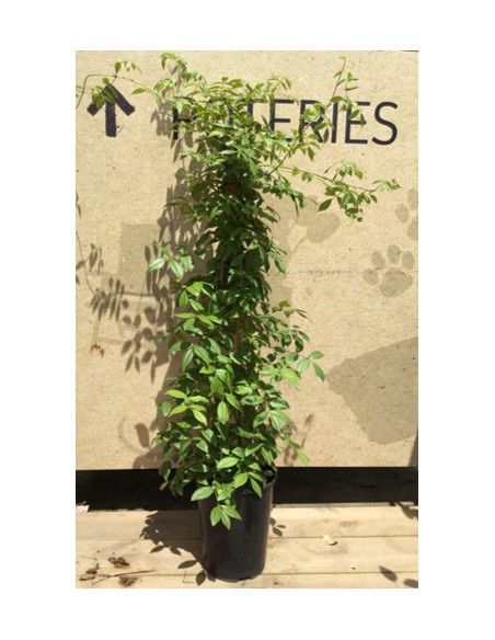 Pandorea Jasminoides - Pot de 4 litres  Plante grimpante