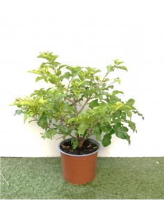 Bougainvillier - Pot de 2 litres Pépinière de la TAMOA Arbuste 2