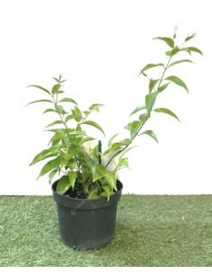 Jasmin étoilé - Jasminum Nitidum - Pot de 2 litres  Arbuste 2