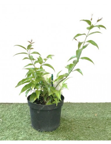 Jasmin étoilé - Jasminum Nitidum - Pot de 2 litres  Arbuste