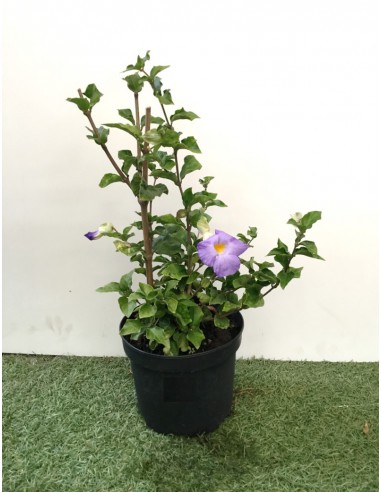 Thunbergia Erecta ou "Blue" - Pot de 2L  Arbuste fleuri