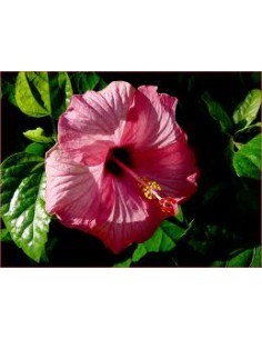 Hibiscus matensis - Pot de 2 litres  Arbuste