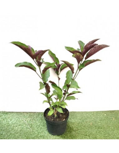 Clerodendron - Clerodendrum Quadriloculare - Pot de 2 L  Arbuste