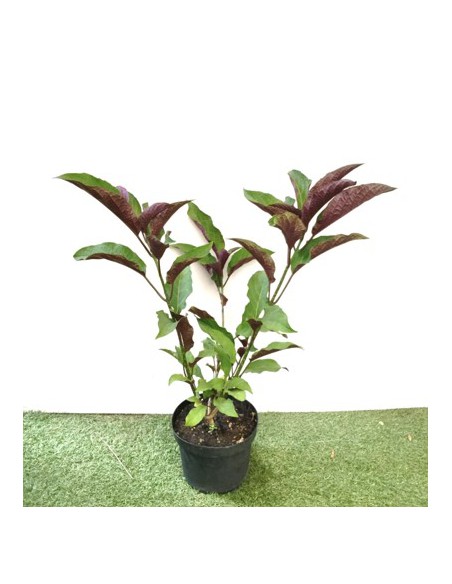 Clerodendron - Clerodendrum Quadriloculare - Pot de 2 L  Arbuste