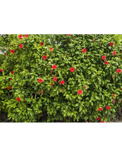 Hibiscus de massif - Pot de 2 litres  Plante de massif