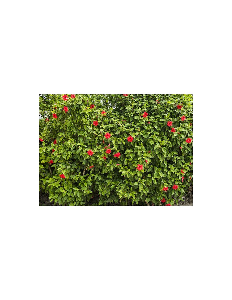 Hibiscus de massif - Pot de 2 litres  Plante de massif