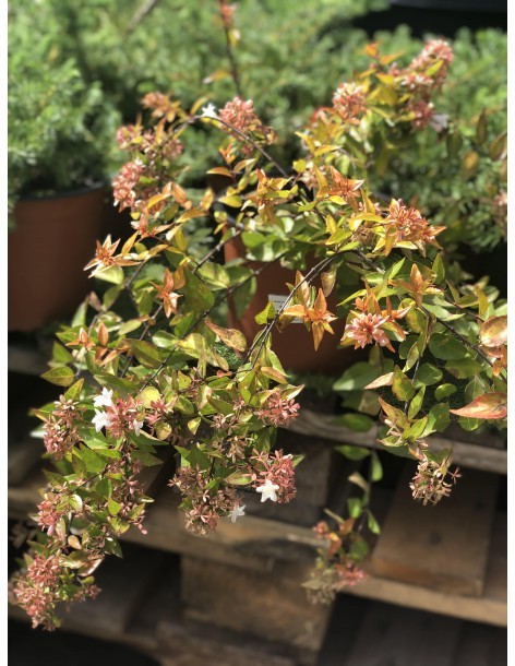 Abelie - Abelia Grandiflora  Arbuste fleuri 2