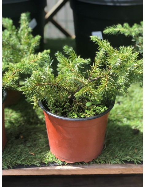 Genévrier "Blue Pacific" - Juniperus Conferta- Pot de 2 litres  Plante à massif