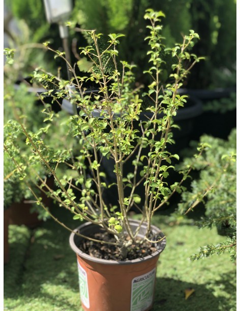 Troène de Chine - Ligustrum Sinense - Pot de 2 litres  Plante de haie