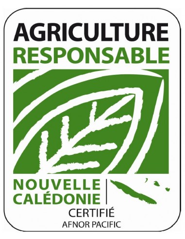 Cyprès de Leyland - Cupressocyparis Leylandii - Pot de 2 litres  Arbuste