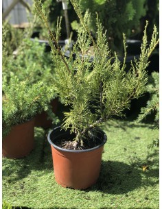 Cyprès de Leyland - Cupressocyparis Leylandii - Pot de 2 litres  Arbuste