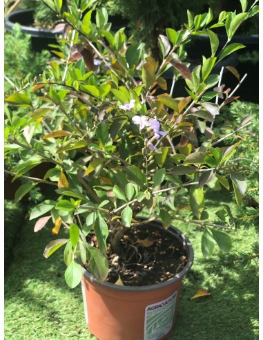 Duranta Repens "Aussie 2000" - Pot de 2 litres  Plante à massif
