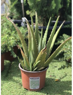 Aloès - Pot de 2 litres  Plante à massif