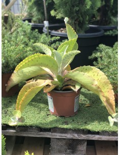 Kalanchoé - Pot de 2 litres  Plante à massif