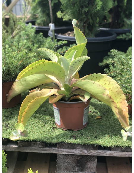 Kalanchoé - Pot de 2 litres  Plante à massif