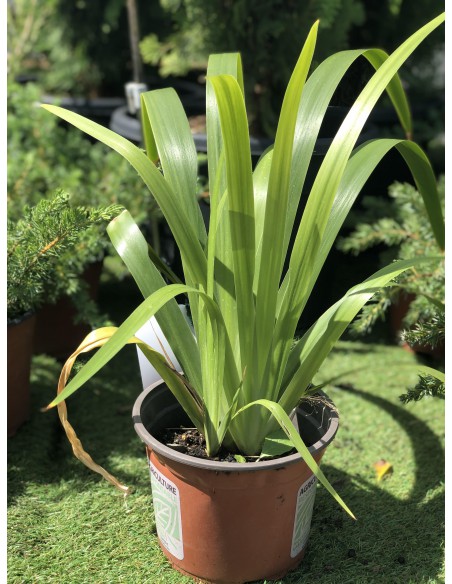 Iris marcheur - Neomarica gracilis - Pot de 2 litres  Plante à massif