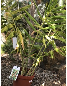Amome sauvage - Zingiber zerumbet - Pot de 7.5 litres  Plante à massif 2