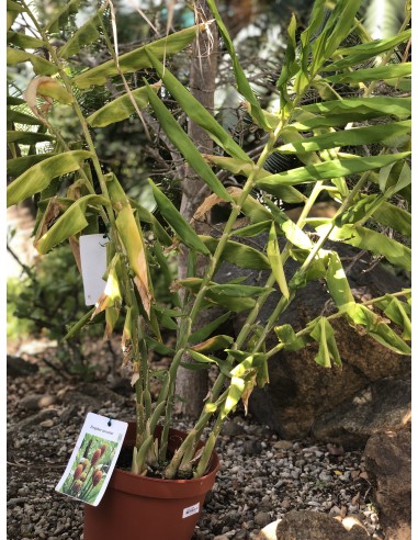 Amome sauvage - Zingiber zerumbet - Pot de 7.5 litres  Plante à massif