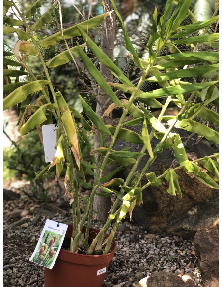 Amome sauvage - Zingiber zerumbet - Pot de 7.5 litres  Plante à massif