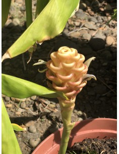 Amome sauvage - Zingiber zerumbet - Pot de 7.5 litres  Plante à massif