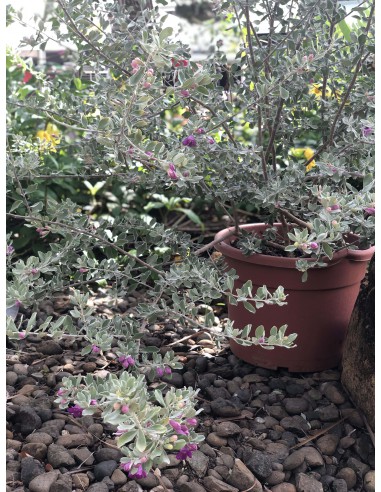 Sauge du désert - Leucophyllum frutescens - Pot de 5 litres  Arbuste