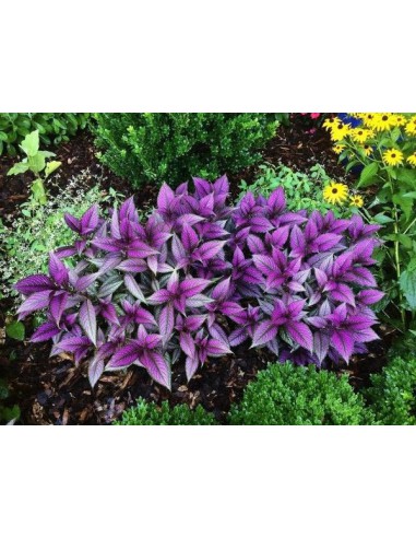 Bouclier Persan - Strobilanthes Dyerianus - pot 2L  Arbuste
