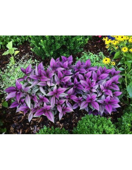 Bouclier Persan - Strobilanthes Dyerianus - pot 2L  Arbuste