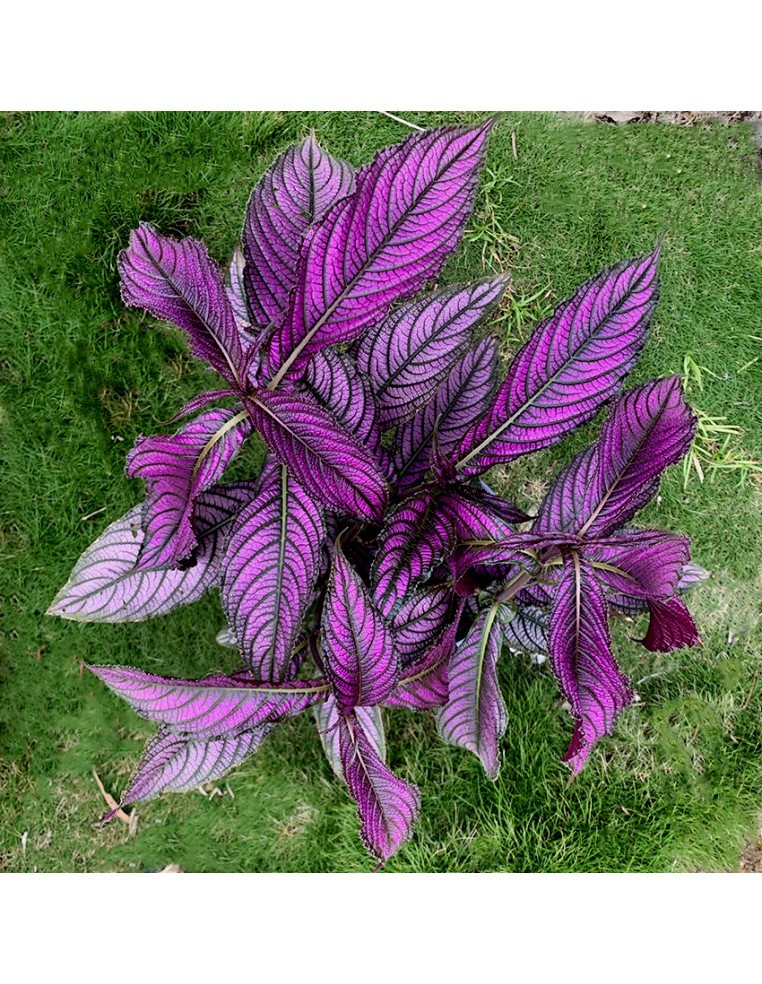 Bouclier Persan - Strobilanthes Dyerianus - pot 2L  Arbuste