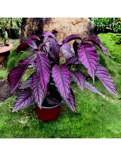 Bouclier Persan - Strobilanthes Dyerianus - pot 2L  Arbuste