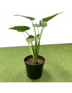 Oreilles d'éléphant - Alocasia - pot de 5L  Plante verte