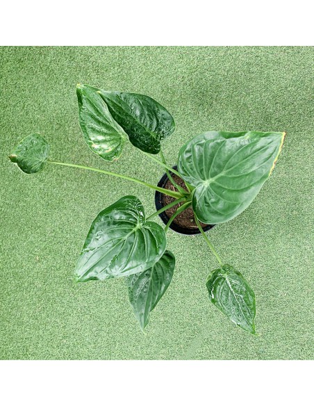 Oreilles d'éléphant - Alocasia - pot de 5L  Plante verte