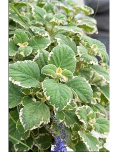 Meamoru - Plectranthus Parviflorus Panache - pot de 2L  Arbuste fleuri