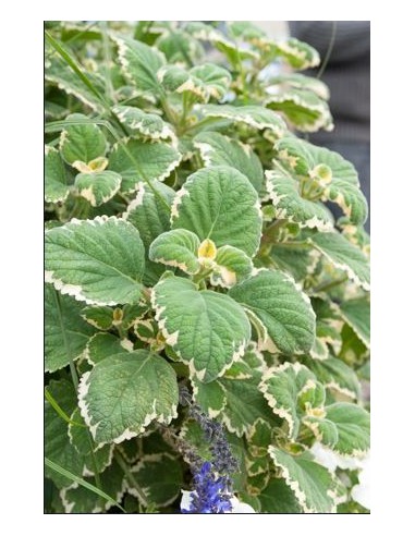 Meamoru - Plectranthus Parviflorus Panache - pot de 2L  Arbuste fleuri