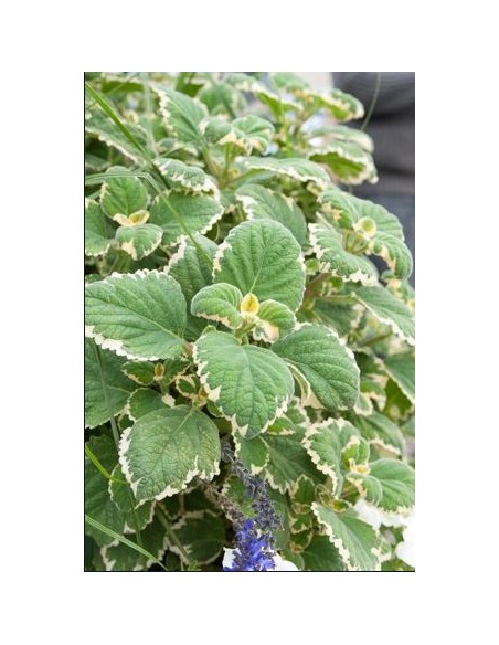 Meamoru - Plectranthus Parviflorus Panache - pot de 2L  Arbuste fleuri