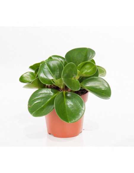 Peperomie - Peperomia - pot de 2L  Plante verte