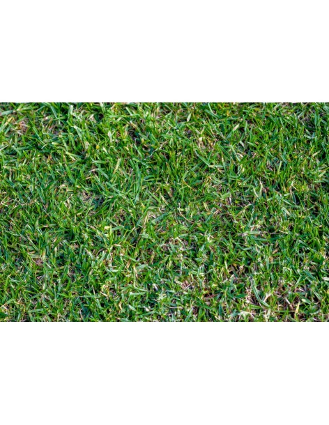 Stenotaphrum Secundatum en barquette - "Gazon Buffalo"  Gazon