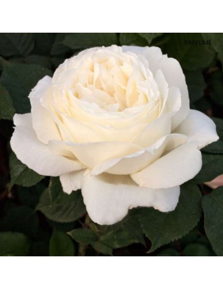 Rosier Meilland 4L Pépinière de la TAMOA Rosier