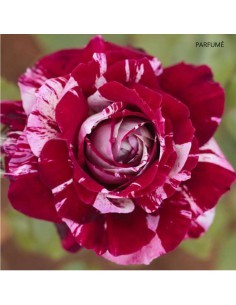 Rosier Meilland 4L Pépinière de la TAMOA Rosier 2