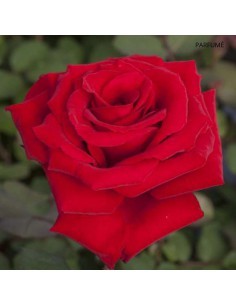 Rosier Meilland 4L Pépinière de la TAMOA Rosier