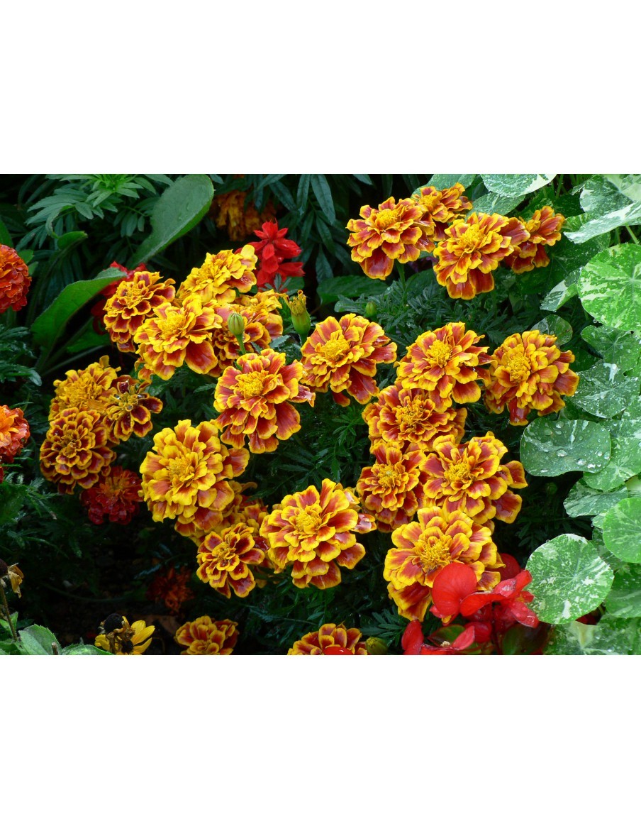 Œillet d'Inde - Tagetes Patula pot 12 cm  Plante à massif