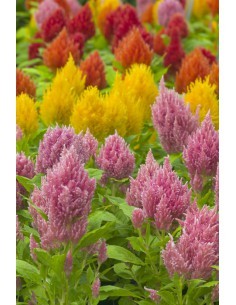 Celosie variée - Celosia Argentea - pot de 9cm  Plante à massif